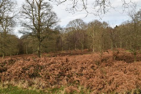 Bracken N Chadwick Geograph Britain And Ireland