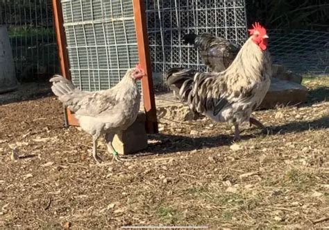 Rare Breed Silverrud S Blue Aka Isbar Fertile Chicken Hatching