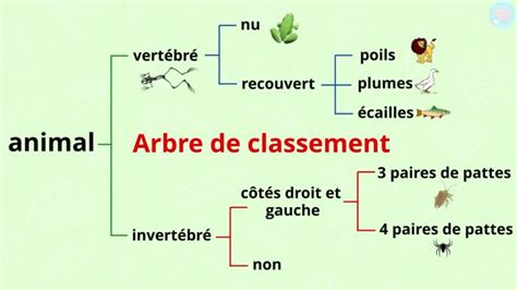 La diversité des êtres vivants pour CM1 et CM2 Maître Lucas