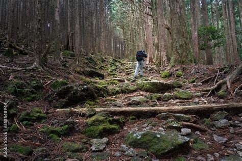 Tourist walking the Kumano Kodo trail with tree roots covering the ...