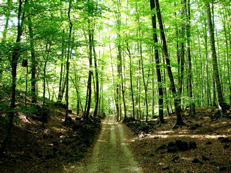 forest  shadows  twilight  deviantart