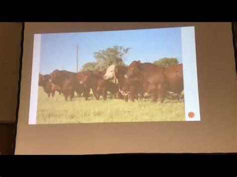 Epds To Improve Carcass In Bos Indicus Influenced Cattle Adolfo