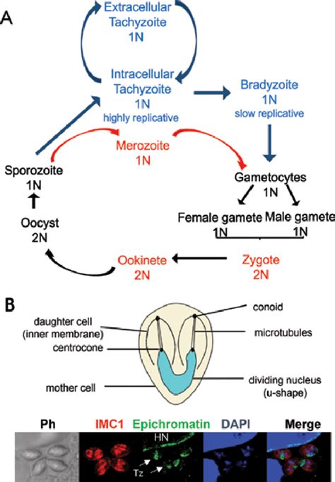 A Life Cycles Of T Gondii And P Falciparum Haploid And Diploid Dna Download Scientific