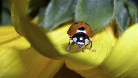 What Bugs Have Little Bright Yellow Eggs? | Animals - mom.com