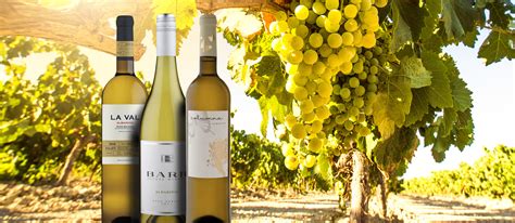 Albariño Local Wine Variety From Galicia Spain