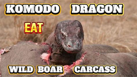 Feast Of The Titans Komodo Dragon Devours Massive Wild Boar Carcass