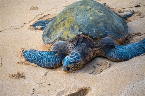 A Green Sea Turtle In Maui Hawaii Stock Photo Image Of Clear