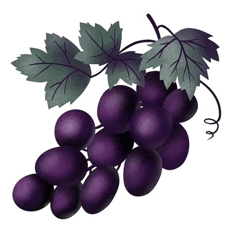 Cacho De Uvas Em Um Ramo De Cor Violeta Folhas Isoladas No Fundo