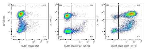 CD71 Antibody CL594 65235 Proteintech