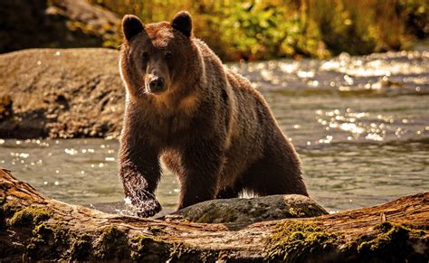 Fotos De Osos Imágenes Del Oso Pardo En La Naturaleza