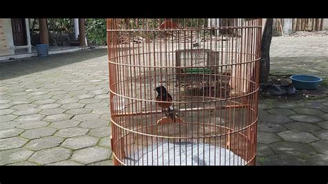 Terapi Sauna Burung Muray Batu Basah Krodong Kering Untuk