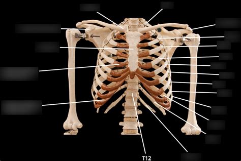 Thoracic Cage Anterior View Diagram Quizlet