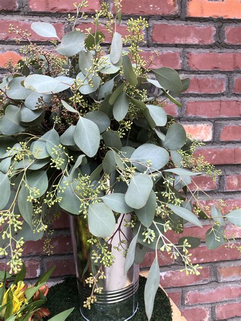 Seeded Eucalyptus Is A Myth — Upper Village Blooms