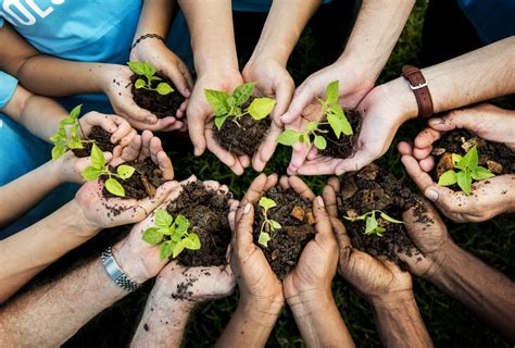 Plantando Plantas