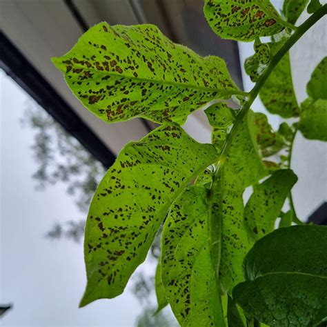 🥶 What Temperature Should My Potato Be Kept At