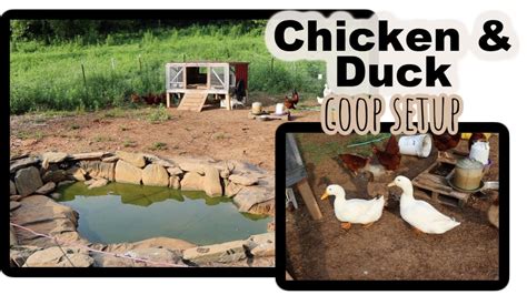 RAISING CHICKENS DUCKS Together How We Set Up Our Coop For Ducks And