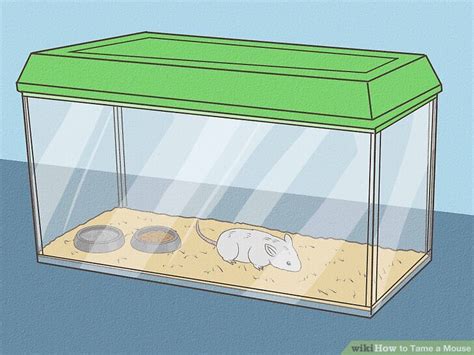 3 Ways to Tame a Mouse - wikiHow