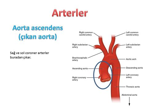 Dolaşım Sistemi Anatomisi İstanbul Elcerrahisi