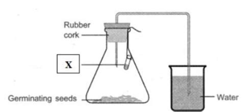 Life Processes MCQ Class 10 Science