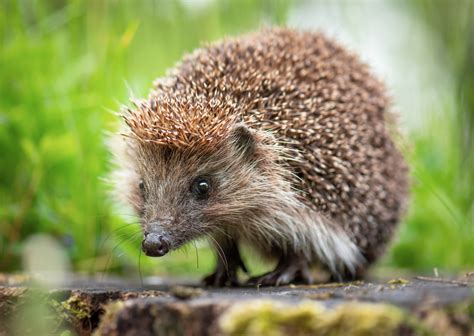 Worlds Oldest European Hedgehog Lived In Denmark Trendradars