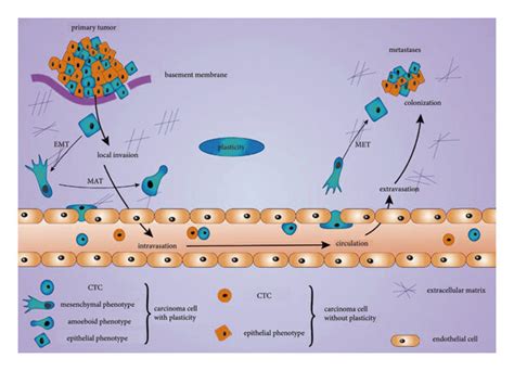 Depiction Of Epithelial Mesenchymal Plasticity In Metastasis Carcinoma Download Scientific