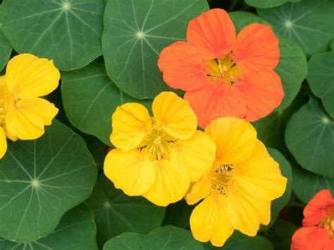 How To Grow Nasturtiums A Guide To Planting Growing And Harvesting Nasturtium Plants