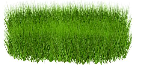 Grass Png Image Green Picture Transparent Hq Png Download Freepngimg