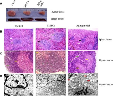 Bmscs Improved The Morphological Changes Of Thymus And Spleen Tissues