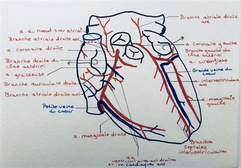 Vascularisation Du Coeur Blog