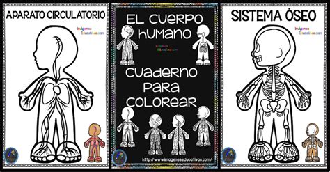 Cuaderno Del Cuerpo Humano Para Colorear Sistemas Del C NBKomputer