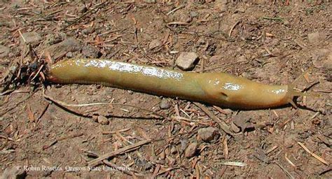 Banana Slugs College Of Agricultural Sciences