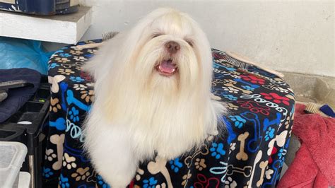 As Mantengo Blanco Y Sin Mancha El Pelo De Mi Shih Tzu Youtube