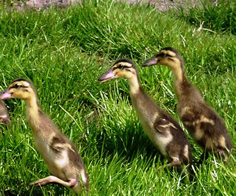 Tiere Geflügelhof Brunnert