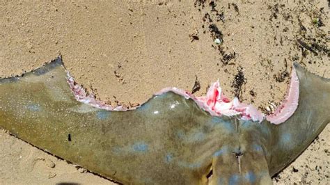 Stingray Bite Marks Stingray Washes Up On Swan River Shore With Chomp