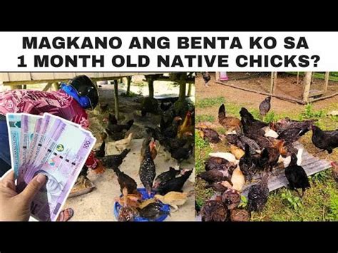 Magkano Ang Benta Ko Sa 1 Month Old Native Chicks YouTube