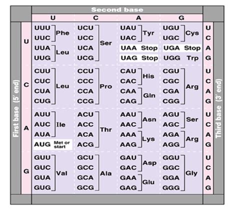 Solved U רuuu Phe Uuc U Uua Leu Uug Second Base с A G Ucu