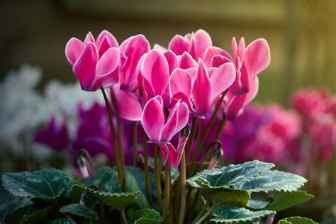 Cyclamen La Halle Aux Plantes