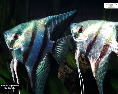 2x Skalar Blue Pearl Pterophyllum scalare DNZ Südamerika