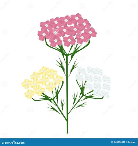 Hand Drawn Of Achillea Millefolium Or Yarrow Plants Stock Vector Illustration Of Essence