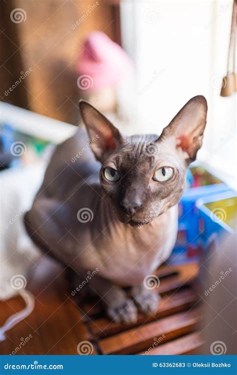 Kanadische Sphynx Katze Stockbild Bild Von Scherzen 63362683