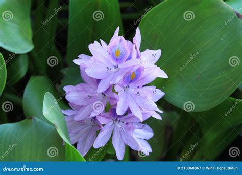 Eichhornia Crassipes Also Known As Common Waterhyacinth Lilac Devil