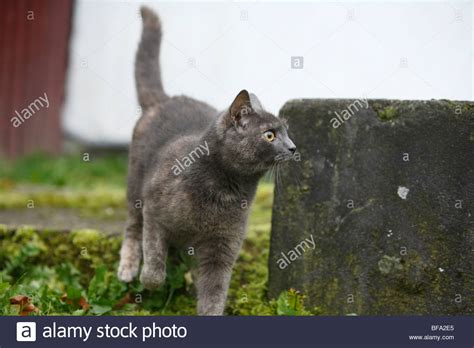 Domestic Cat House Cat Felis Silvestris F Catus Walking In A