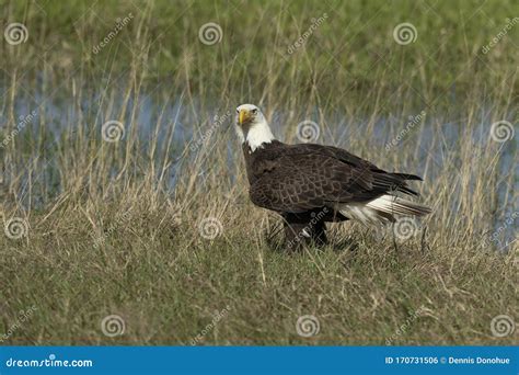 Bald Eagle Collecting Nesting Material In Florida Stock Photo Image