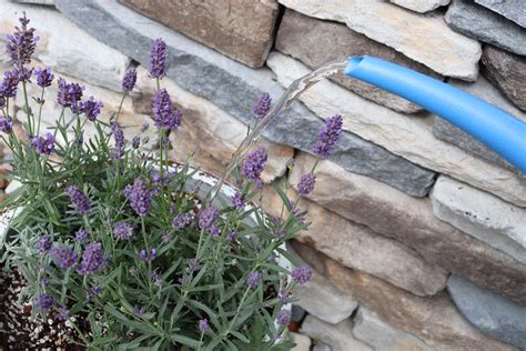 How To Grow Lavender In Containers Great Garden Plants