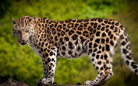 Sfondi Natura Grandi Gatti Barba Leopardo Giaguaro Ghepardo