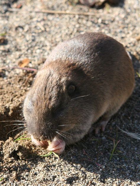 Northern Pocket Gopher Alchetron The Free Social Encyclopedia