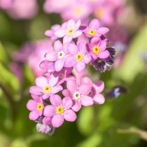 Pink Rose Forget Me Not Seeds Welldales