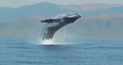 Une Baleine Bosse Rep R E En Train De Sauter Hors De L Eau Vonjour