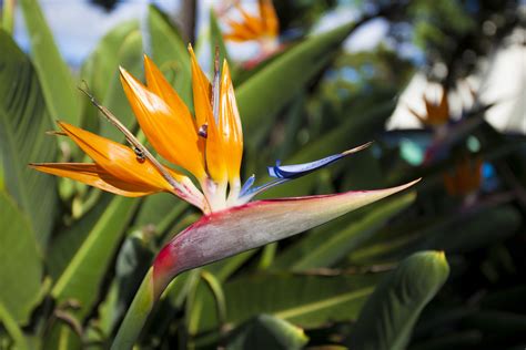 Ave Do Para So Caracter Sticas E Dicas De Cuidados A Planta