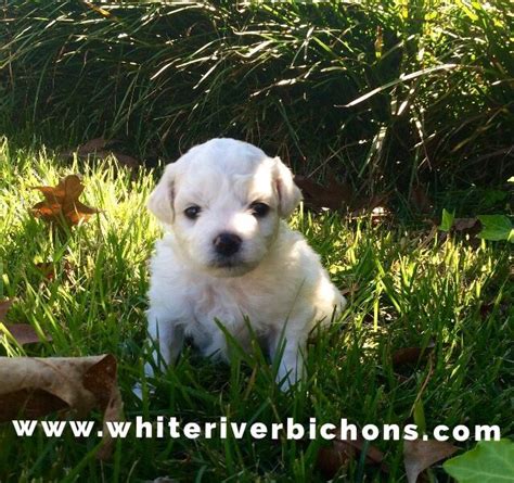 Bichon Frise Akc Puppy For Sale